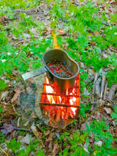 осмол, кукса, пагони ялини, збиральництво, весняний ліс, лісовий чай,