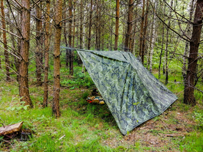 осмол, кукса, пагони ялини, збиральництво, весняний ліс, лісовий чай,