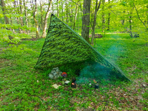 осмол, кукса, пагони ялини, збиральництво, весняний ліс, лісовий чай,