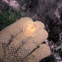 коп, металопошук, знайдені знахідки, монети, псв, гільзи, патрони